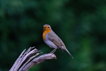 One of the most familiar birds in the parks and gardens of Europe, the robin. This is perched on a branch.
