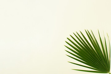 Exootic palm leaf on bright white background. Minimal tropical or summer concept. Copy space, flat lay.