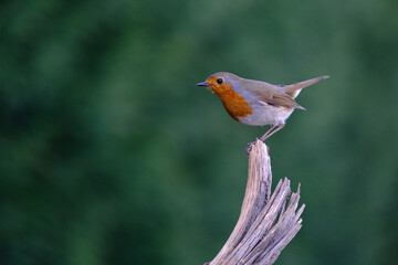 Robin - Erithacus rubecula, standing on a branch
