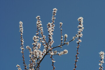 Mandelblüten in der Pfalz