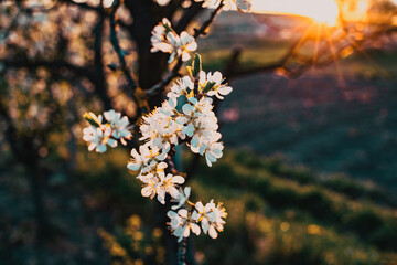 flowering plum trees in springtime