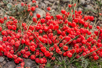 Sea Grape (Ephedra distachya) in coastal hills, Crimea