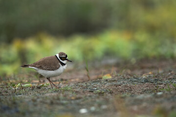 Little ringed plover at Bhigwan bird sanctuary, Maharashtra