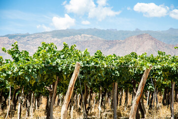 Beautiful view of vineyard and mountains under the blue sky