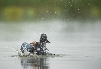 Northern Shoveler bathing with splash of water at Bhigwan bird sanctuary, India