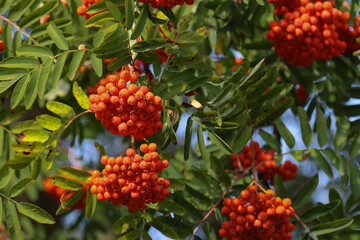 Red rowan fruits.