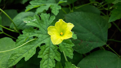 Bitter melon flower. Bitter gourd flowers in the garden. Melon flower yellow color with green leaves in organic plant garden. 