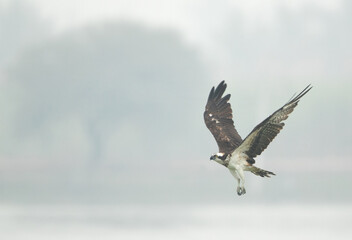 Osprey in flight at Bhigwan bird sanctuary, Maharashtra