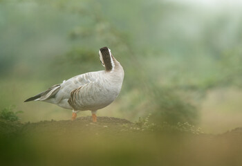 Bar-headed goose at Bhigwan bird sanctuary, India