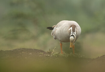Bar-headed goose feeding at Bhigwan bird sanctuary, India