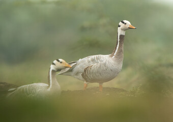 A pair of Bar-headed goose at Bhigwan bird sanctuary, India