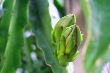 Fototapeta premium Green dragon fruit on the vine