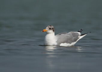 Great black-headed gull at Bhigwan bird sanctuary, India