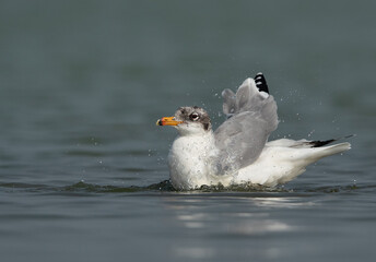 Great black-headed gull bathing at Bhigwan bird sanctuary, India