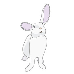 White Bunny