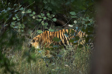 Tiger moving inside the forest of  Ranthambore Tiger Reserve