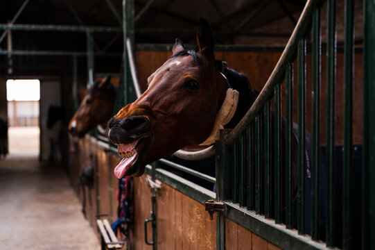 Beautiful brown horse in stable box, yawning and making funny face by showing teeth and tongue