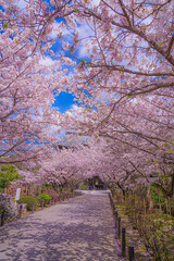 建長寺の満開の桜