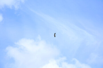 The stork flies high in the blue sky with little cloudiness. The background of the blue sky.