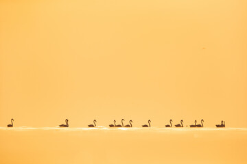 Greater Flamingos in the morning hours at Asker coast, Bahrain
