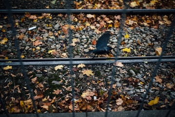 Crow with its wings wide open on the rails