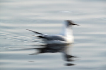 A panning technique showing  a Black-headed gull at Tubli bay, Bahrain
