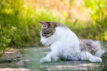 Tabby bicolor white and gray cat relaxing outdoors against green grass in spring garden. Feline on a street in sunny summer day. Kat, gato, katt, gato kot kissa. Feline lying on a lawn. Place for text © vita