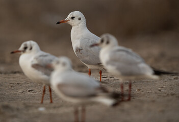 Fototapeta premium Selective focus on back Black-headed gull at Asker marsh, Bahrain
