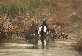 A pair of Common Moorhen at Asker marsh, Bahrain