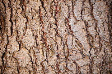 Detailed pine tree bark with lichen background