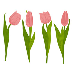A set of spring pink tulips. Vector stock illustration. Delicate flowers. Isolated on a white background. A perennial onion plant.