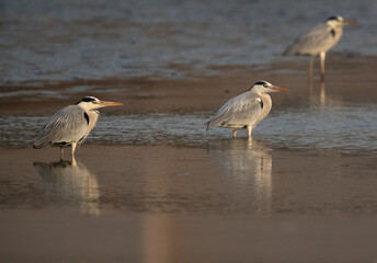 Grey Herons and reflection on water at Tubli bay, Bahrain
