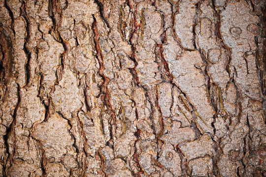 Detailed pine tree bark with lichen background