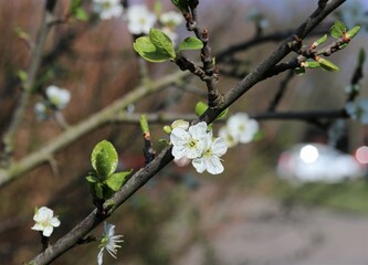 a branch of a plum tree with white blossom flowers and green leaves in vegetable garden in springtime at a sunny day