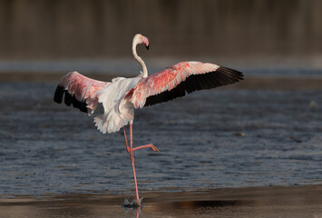 Closeup of a Greater Flamingo landing at Tubli bay in the morning, Bahrain