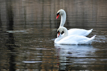 Swan Couple