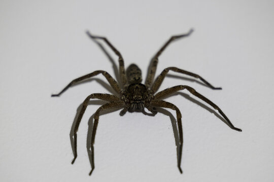 Closeup shot of a Palystes superciliosus spider