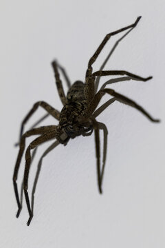 Vertical shot of a Palystes superciliosus spider