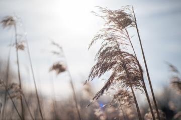 Selective focus shot of wheat in a windy weather