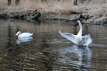 Courting Swans