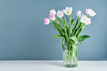 Pink tulips flowers in glass vase on blue background with copy space