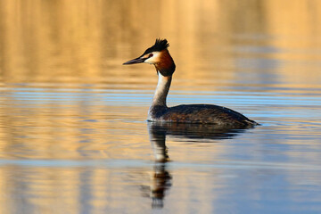 Great crested grebe floating in a lake at sunrise. Beautiful colored water surface. Blurred background, copy space. Genus Podiceps cristatus. Dubnica, Slovakia.