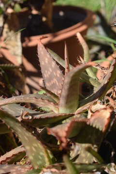 Reddened leaves of Aloe zebrina, a succulent plant