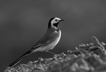 Portrait of a White wagtail climbing a mound, Bahrain