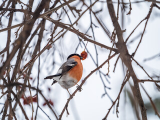 Bullfinch sits on a branch and eats small red apples. The Eurasian or common bullfinch, pyrrhula pyrrhula