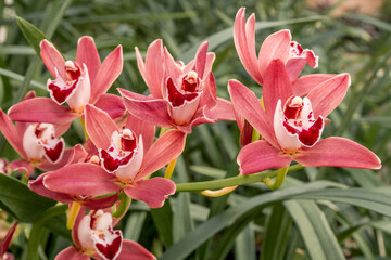 Boat Orchid (Cymbidium cv) in greenhouse