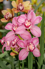 Boat Orchid (Cymbidium cv) in greenhouse