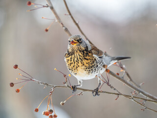 Fieldfare sitting on the bush and feeding on wild red apples in winter or early spring time.