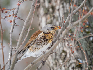 Fieldfare sitting on the bush and feeding on wild red apples in winter or early spring time.