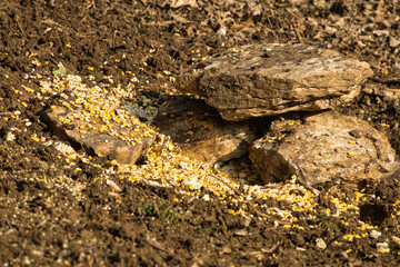 close-up of grains left in the ground